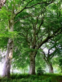 Beech Trees