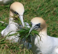 Gannets Nesting, Bempton, Yorkshire, UK