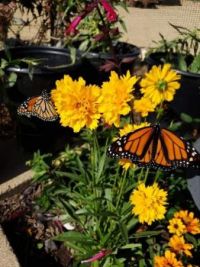 Butterfly03