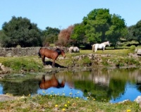 Horses at a pond