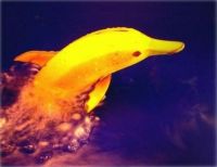 banana phelps the golden swimmer