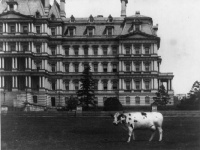 Pauline the White House cow