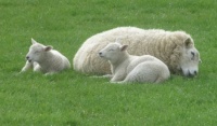 Happy lambs