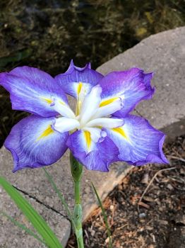 Double Japanese Iris, Almost Open