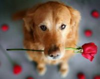 a dog with a rose