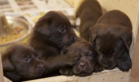 puppy pile up