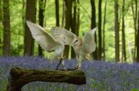 Owl dance-off