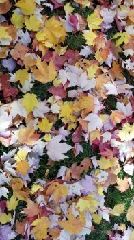 Fall Leaf Fall