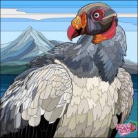 Turkey vulture?