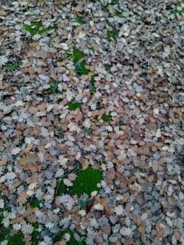 tapis de feuilles