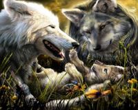 The wolves playing with the pup