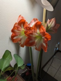 Sister's amaryllis 2025-02