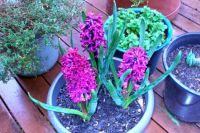 "Red" Hyacinths