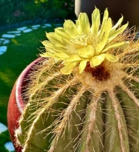 My Barrel Cactus bloomed