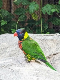 Beautiful bird at the Denver Zoo