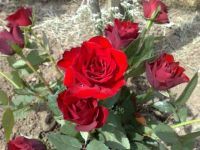 Mum's Roses