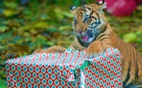 Tigers celebrate Christmas at the London Zoo