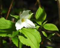 trillium