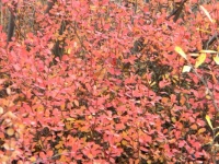 Pink Alaska Williw