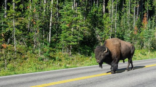 Solve Buffalo at Yellowstone National Park jigsaw puzzle ...