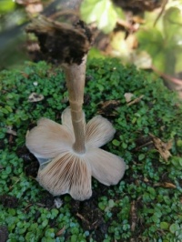 Mushroom upside down