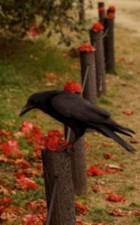 Crow On Fence Pole
