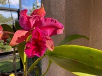 Neighbors Orchid