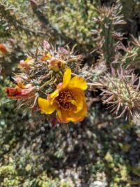 Staghorn Cholla in Flower