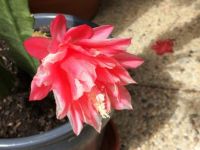 fleur de cactus