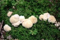 Hlenky čili slizovky (Mycetozoa, Eumycetozoa)