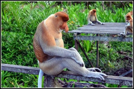 Meditating Probosas Monkeys
