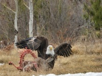 The eagle and its prey