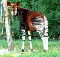 Okapi- also known as the “forest giraffe