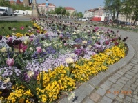 Čáslav - květinové záhony na náměstí