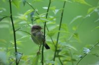 Birds in Holland