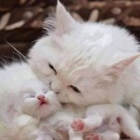 white cat