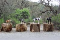 Stump-A-Dog