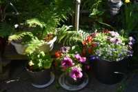 The evening sun has crept around shady corner to illuminate the plants.