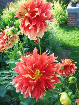 Dalias