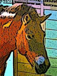 Rex the Wonder Horse