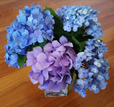 Hydrangeas, saved from our 40 degree heat!
