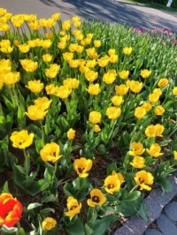 Tulips at the arboretum