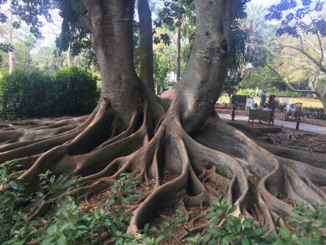 tree roots