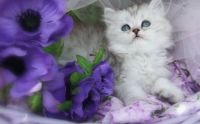 KITTEN IN PURPLE...