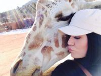 Giraffe Love