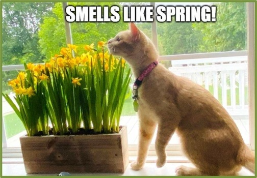 Solve Always Plant Flowers That Match Your Cat! jigsaw puzzle online with  35 pieces