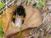 Large Bumble Bee on leaf