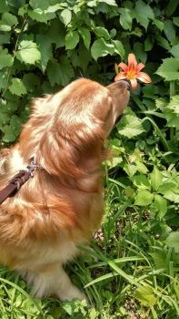 Cadfael Sniffing Orange Lily