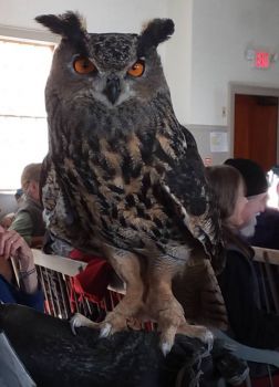 Who, Me? A Eurasian Eagle Owl Visits NH, USA