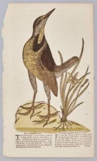 The Large Lark, 18th–19th century